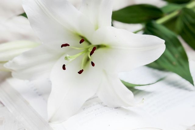 糸島市で葬儀費用を抑えるには？葬祭費の支給額と申請方法を解説